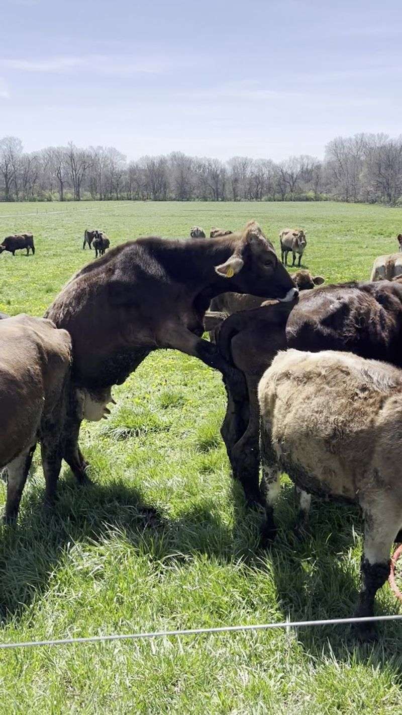 Indiana's First Certified Organic Dairy Is The Kitchen's Secret Weapon