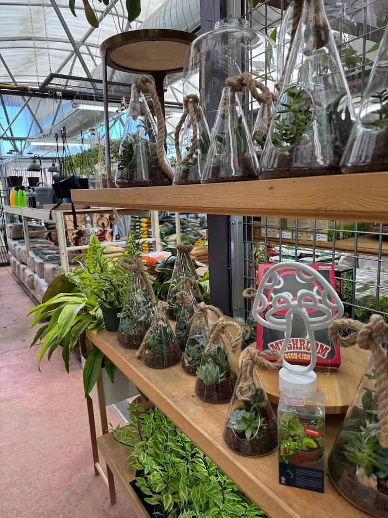 Indoor Plants and Gift-Worthy Succulents