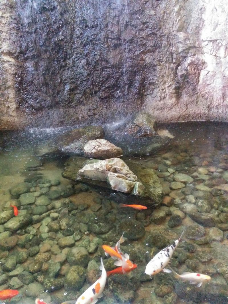 Koi Pond Beneath The Falls