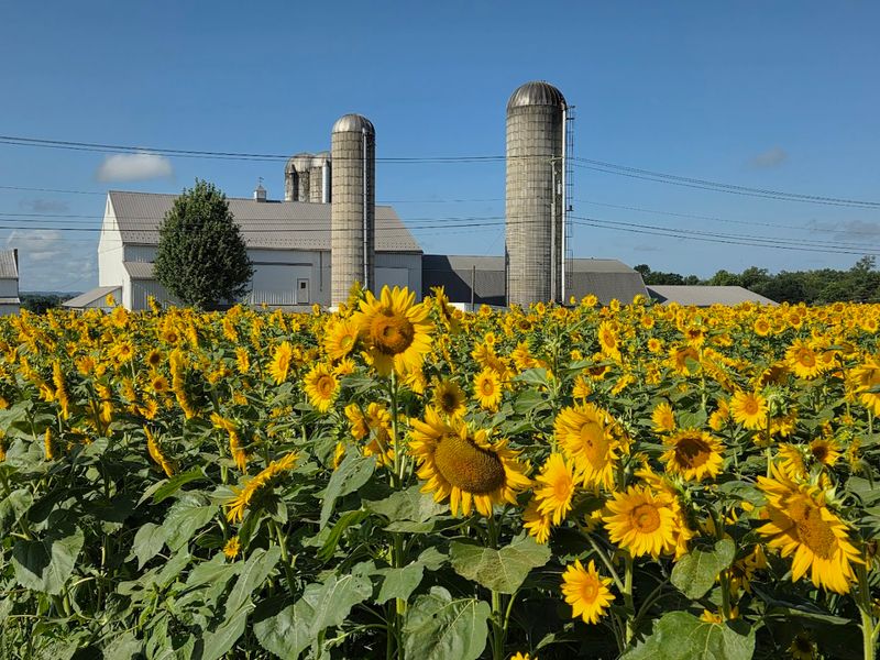 A Playground and Farm Animals Make It a Family Destination