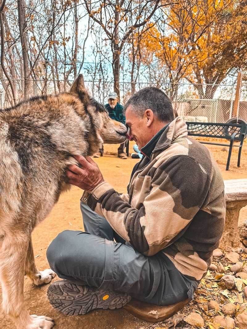 Inside The Enclosure, Where The Wolves Make The Rules