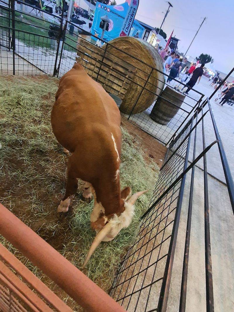 Inside The Lively Livestock Barns