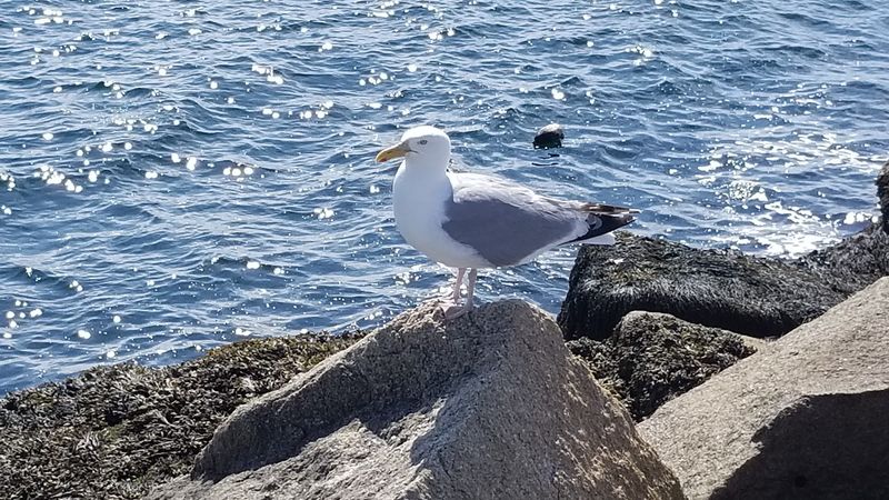 Wildlife Along The Way