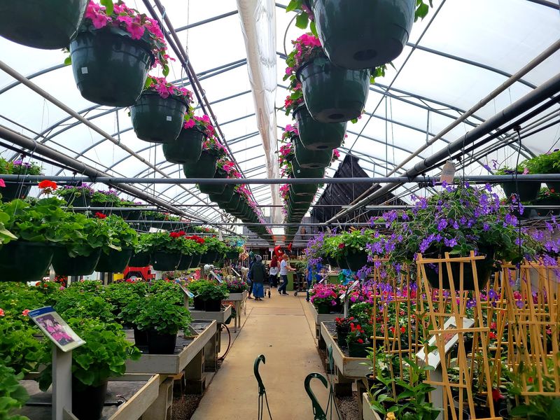 Inspect Perennials Beyond Their Blooms