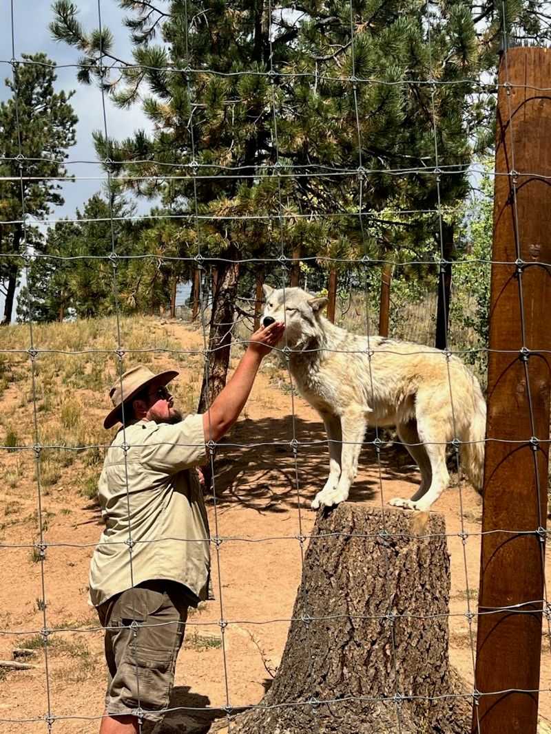 Interactive Encounters With Foxes And Wolves Up Close