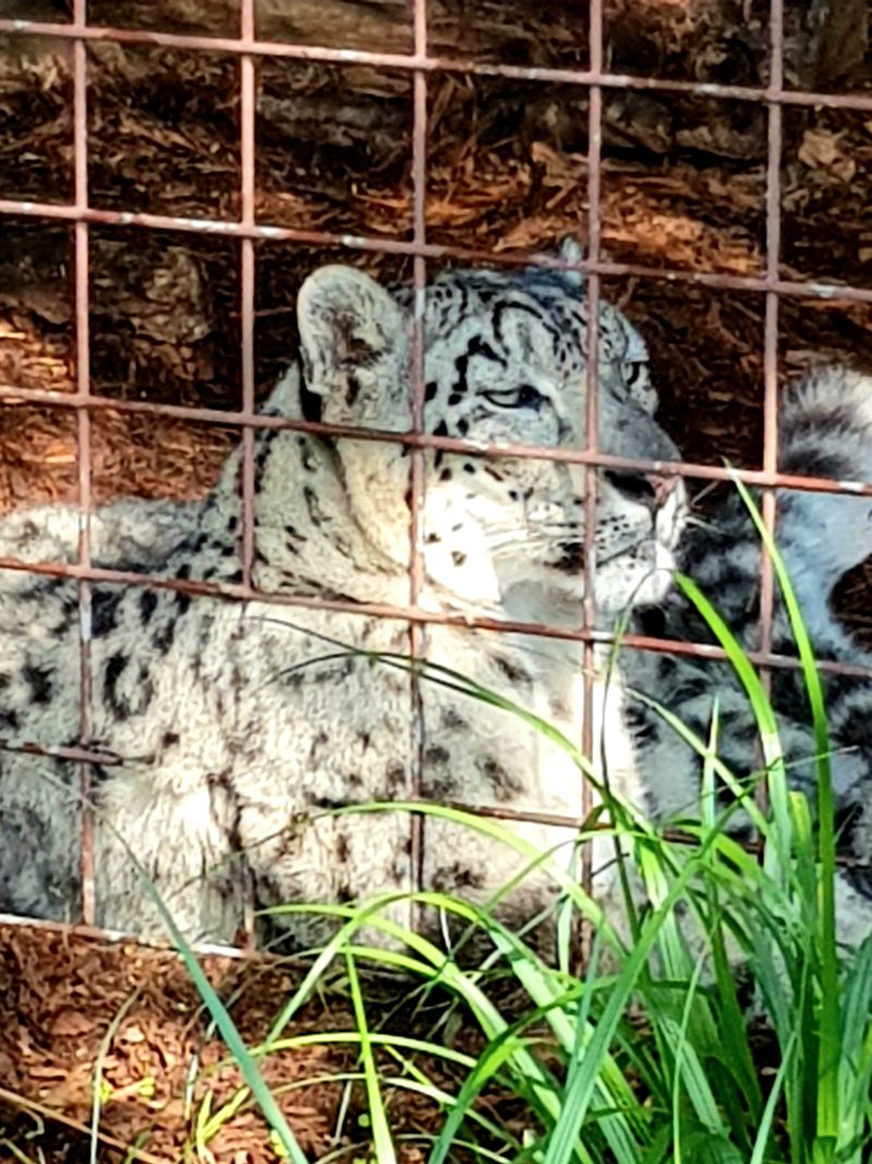 Impressive Big Cats Prowl Just Steps Away