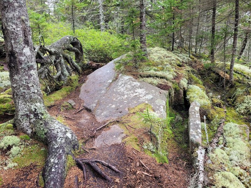 Into The Mossy Silence