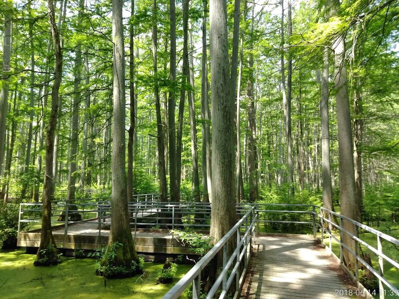 Into The Wetland Wild