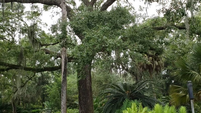 The Ancient Live Oaks Draped In Spanish Moss