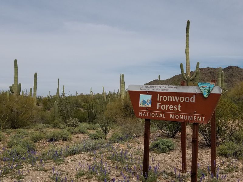 Ironwood Forest National Monument, Northwest Of Tucson