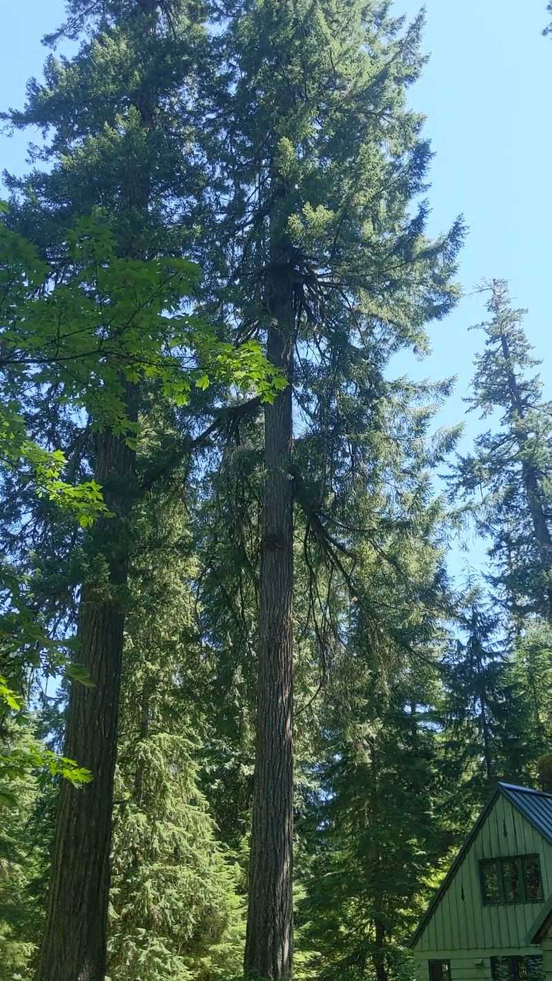 Is This Woodsy Escape Right for You?