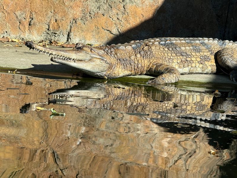Island Life Comes With Crocodiles And Clouded Leopards Island Life Comes With Crocodiles And Clouded Leopards