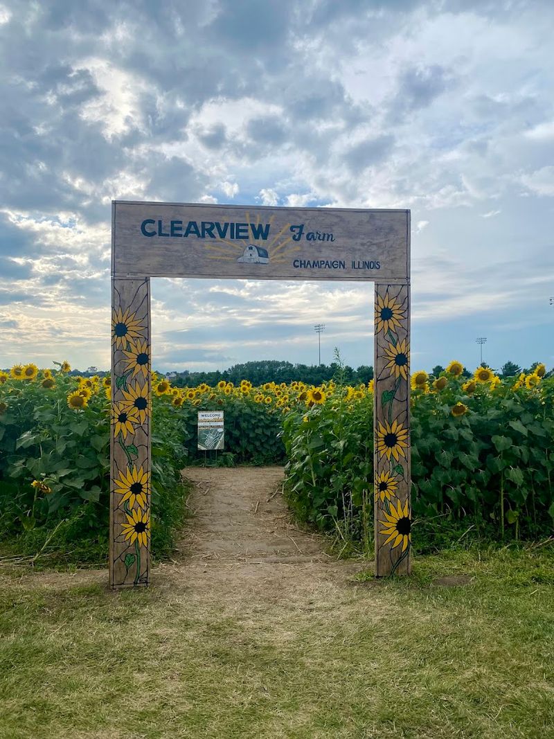 A Sunflower Maze Adds To The Adventure