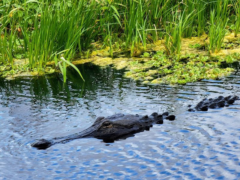 You Can See 60 To 150 Alligators On A Single Visit