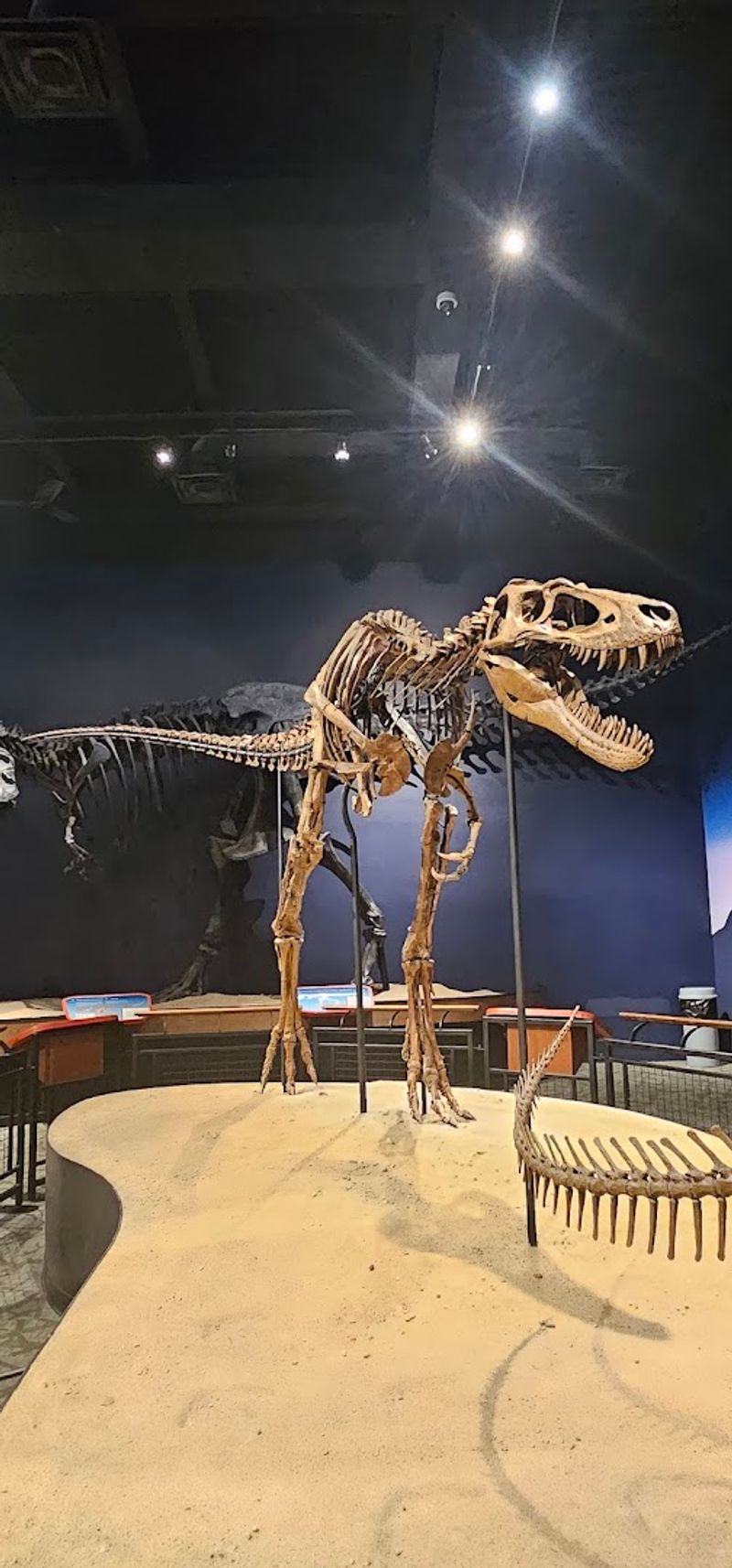 Jane Is The Museum’s Fossil Celebrity Jane Is The Museum’s Fossil Celebrity