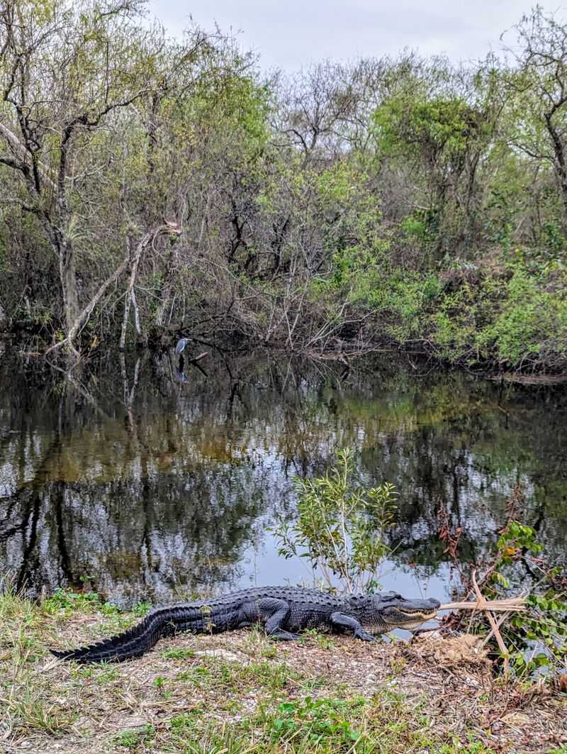 Turner River Road & Big Cypress Scenic Loop (Mangrove Tunnel)