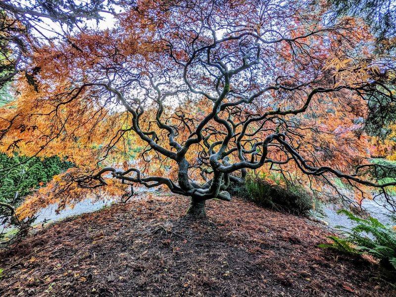 Japanese Maples And Seasonal Color