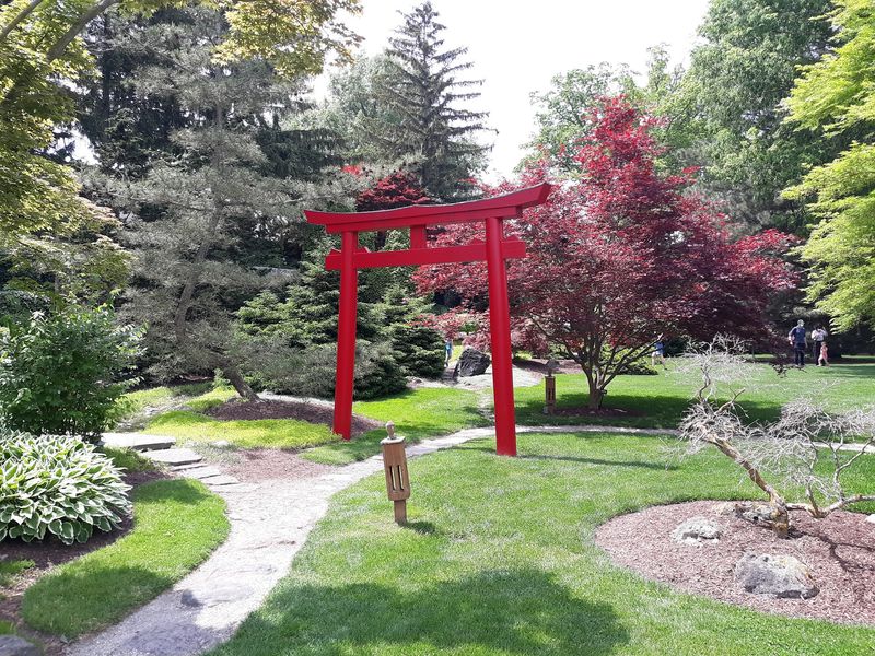Japanese Maples In Fiery Red