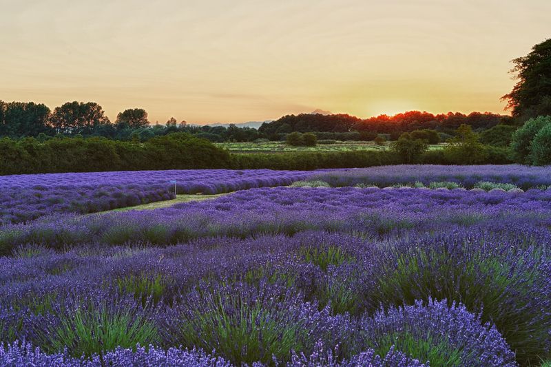 Jardin du Soleil Lavender Farm, Sequim, WA