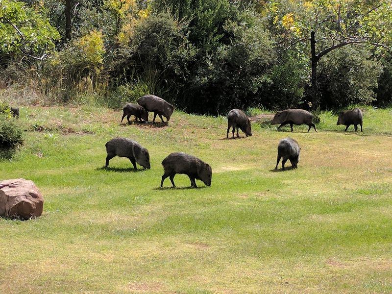 Javelina, Deer, and Curious Coatis
