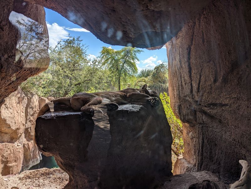 Javelinas, Mountain Lions, and Desert Wildlife