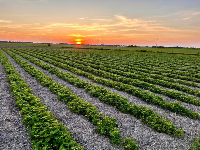 Just Berries, Stewardson
