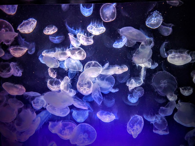 Jellyfish Tanks Glow In An Entirely New Way After Dark Jellyfish Tanks Glow In An Entirely New Way After Dark