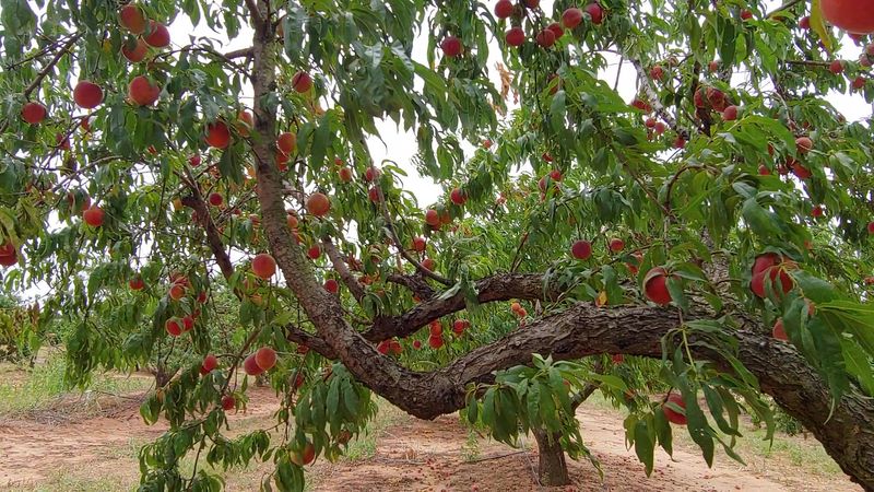 Jenschke Orchards