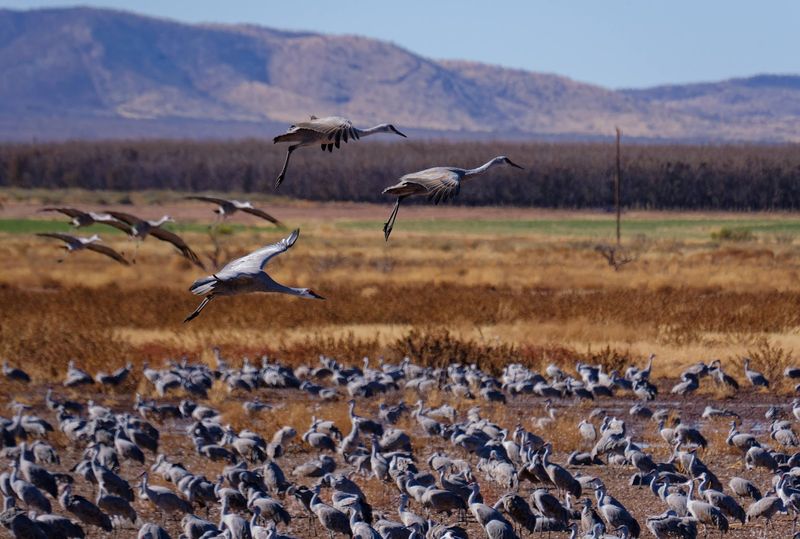 Whitewater Draw Wildlife Area, McNeal, Arizona
