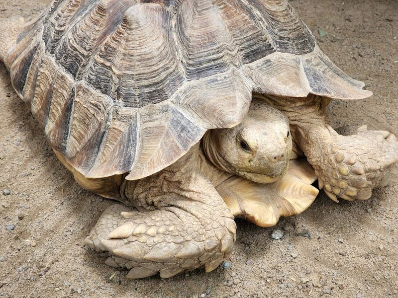 Hand-Feeding Experiences Beyond Just The Giraffe