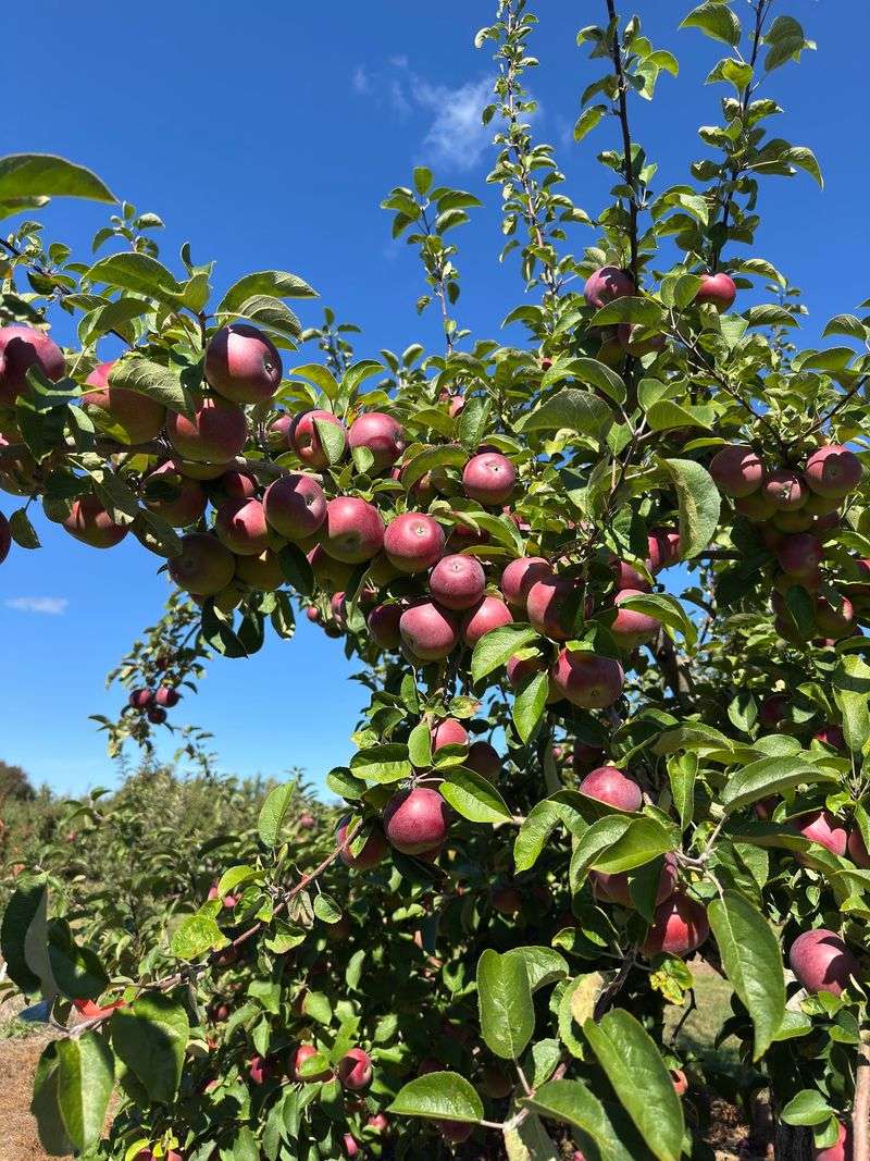 Johnston's Apple Orchard, Ellsworth