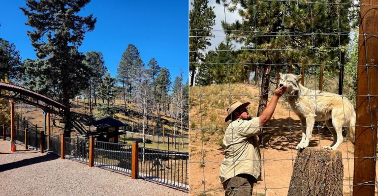 Join A Guided Tour That Ends With A Chorus Of Wolves At This Colorado Sanctuary