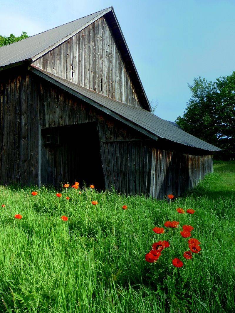 Join The Life Around The Barn