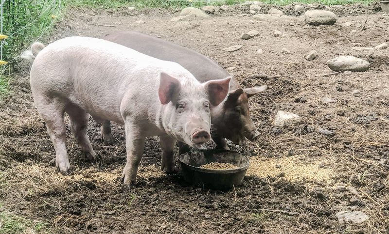 Other Animals Call This Farm Home Too