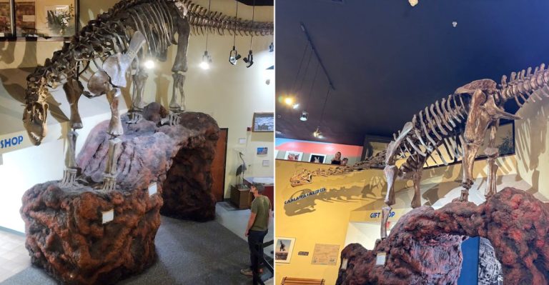 Join Working Paleontologists On A Real Dinosaur Excavation In Western Colorado