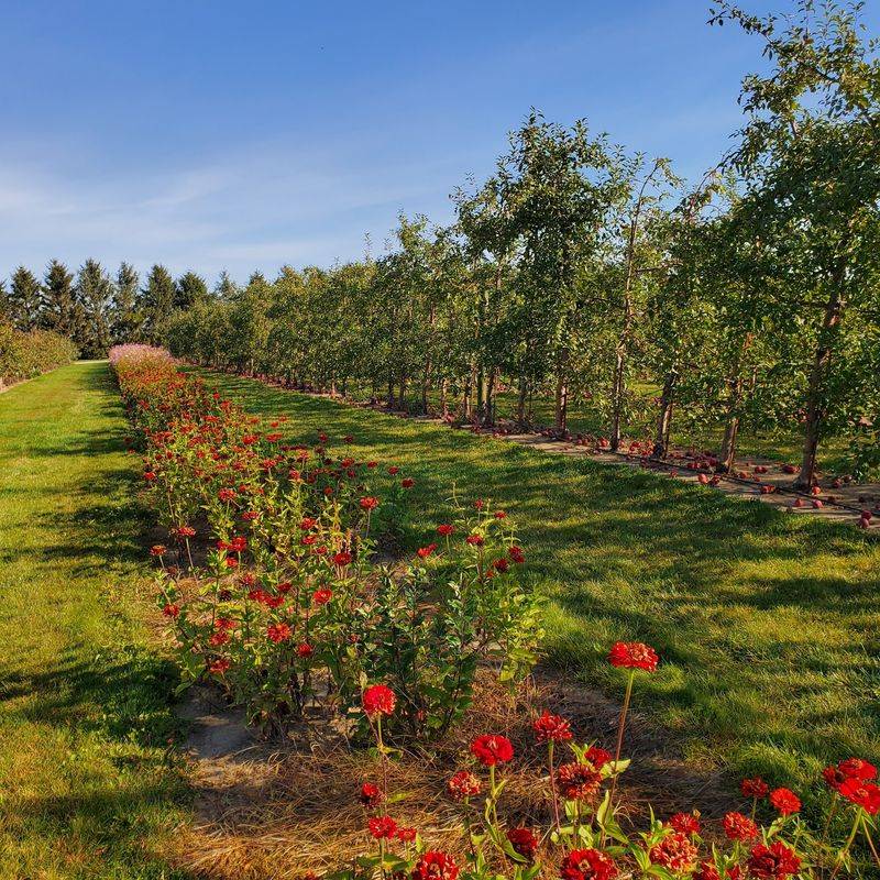 Jonamac Orchard, Malta, IL
