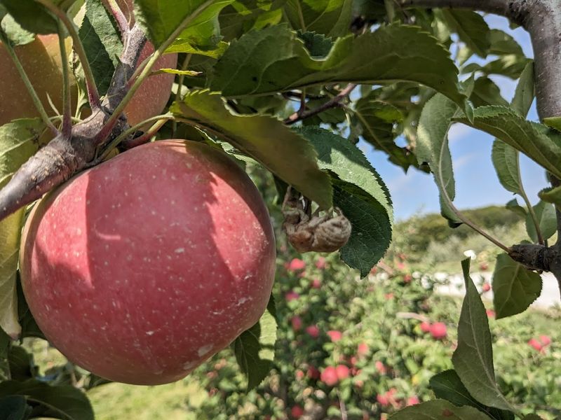 Broom Orchard - Carlinville, IL