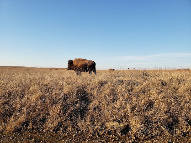 Joseph H. Williams Tallgrass Prairie Preserve Joseph H. Williams Tallgrass Prairie Preserve