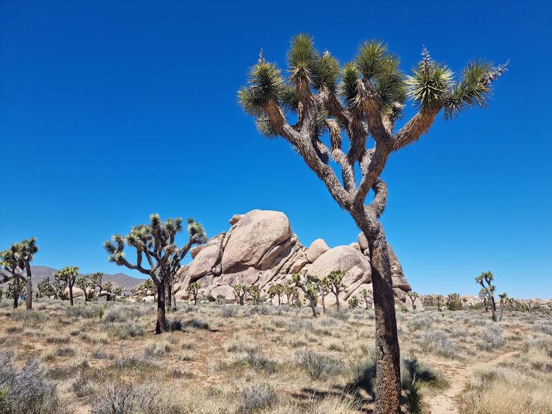 Joshua Tree