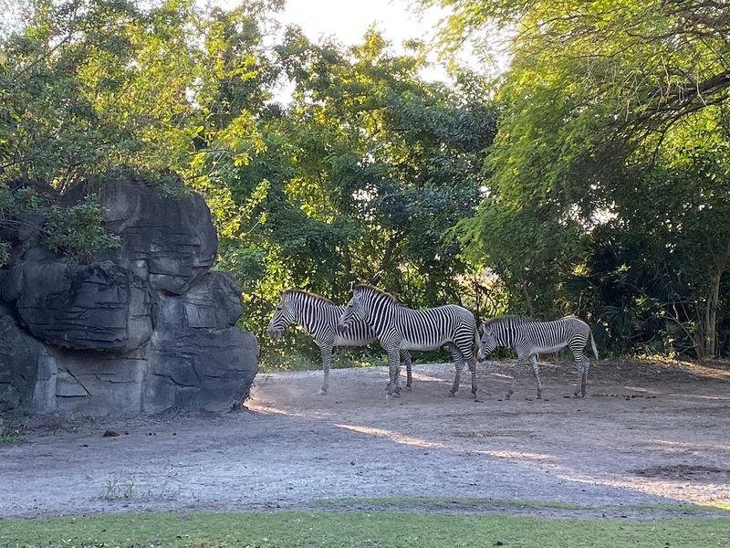 Journey Through Global Wildlife Zones