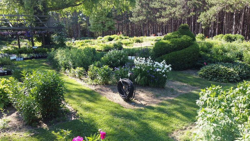 June Peonies And Rare Irises Steal The Spotlight