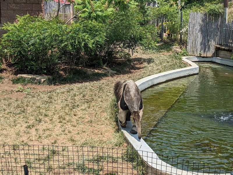 Jungle Odyssey Is Full Of Unexpected Animal Neighbors Jungle Odyssey Is Full Of Unexpected Animal Neighbors
