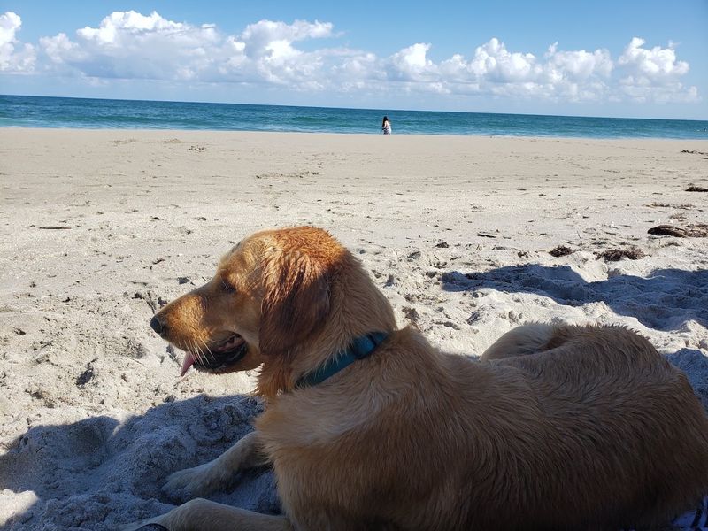 Jupiter Dog Beach, Jupiter Jupiter Dog Beach, Jupiter