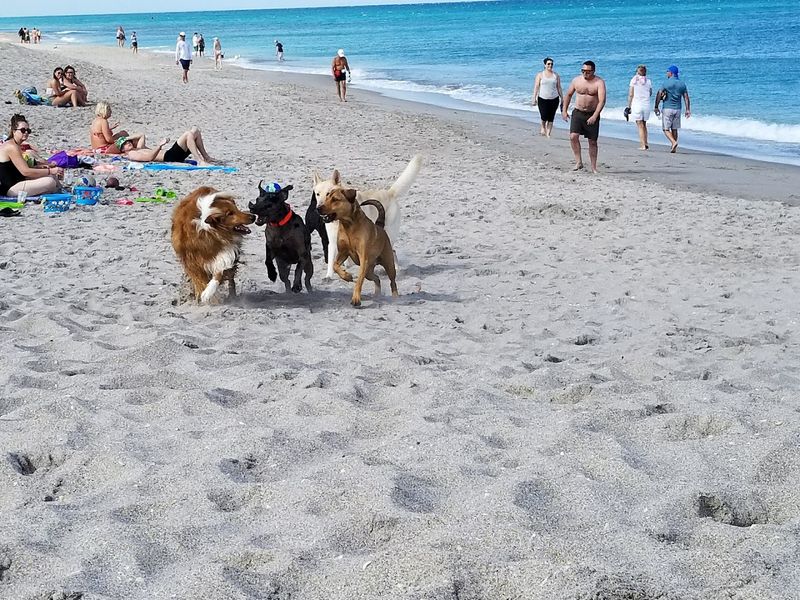 Jupiter Dog Beach