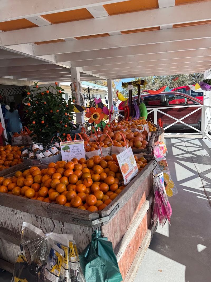 You Get To Pick Your Own Oranges Straight From The Tree