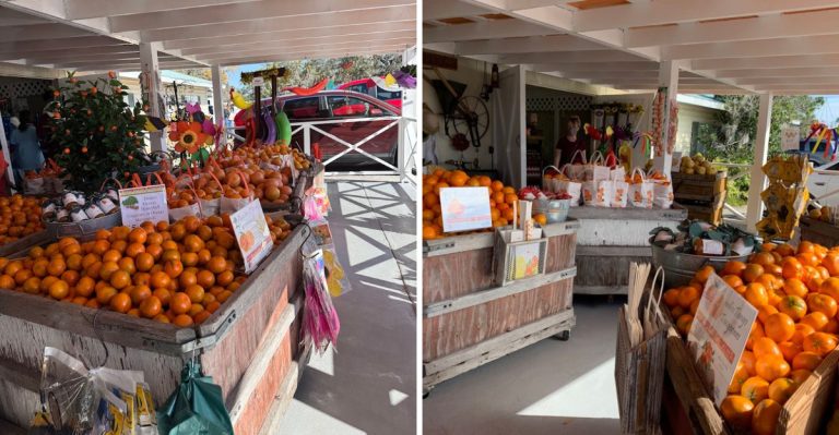 Just 40 Minutes From Tampa, This Florida Farm Lets You Pick Oranges Right From The Tree