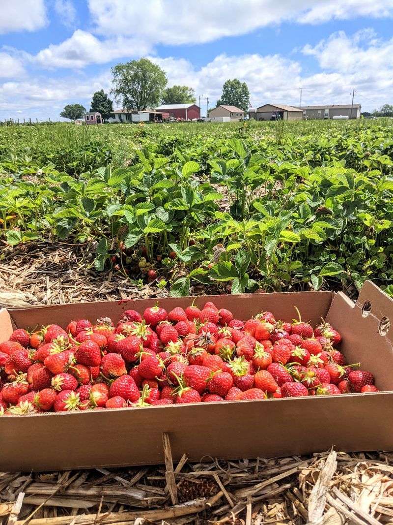 Just Berries, Stewardson, IL Just Berries, Stewardson, IL