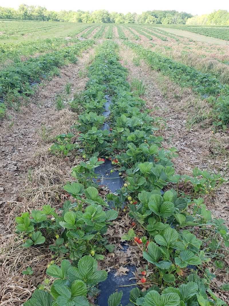 McLaughlin Strawberry Farm and Vegetables, Murphysboro