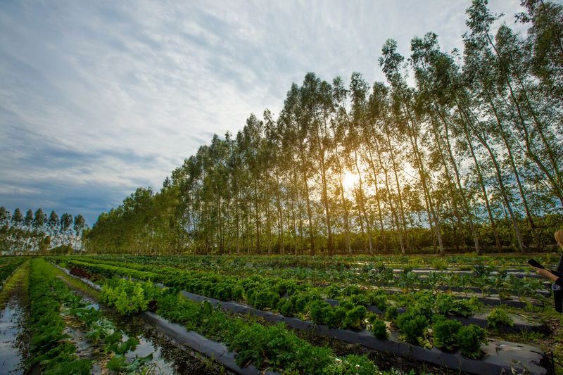 Kai-Kai Farm Dining Experience, Indiantown