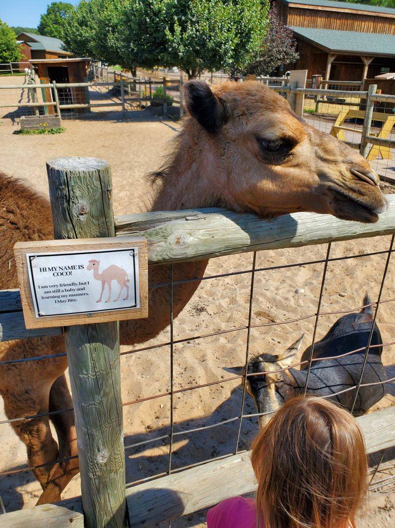 Camel Rides And A Slow View Of The Farm